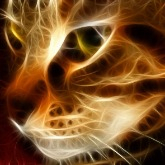 Cat.manukyan79 flag